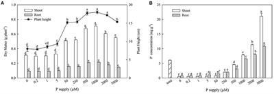 Transcriptome Analysis of Zygophyllum xanthoxylum Adaptation Strategies to Phosphate Stress